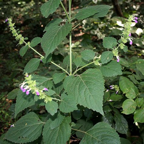 帶什麼可以避邪|鬼月「避邪植物」推薦這5種！「抹草」沐浴可趨吉避凶，「榕樹。